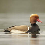 Red-crested Pochard