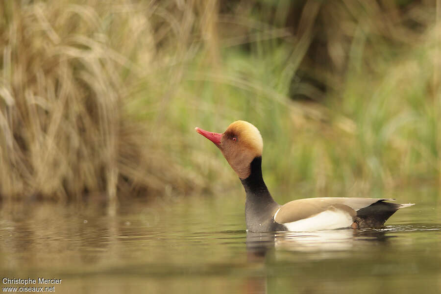 Nette rousseadulte nuptial, habitat, Comportement