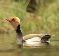 Red-crested Pochard