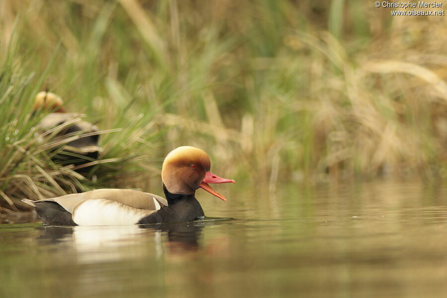 Red-crested Pochard