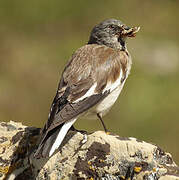 White-winged Snowfinch