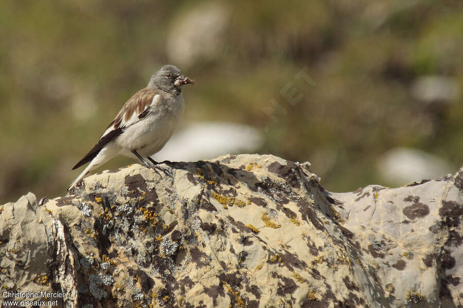 Niverolle alpine