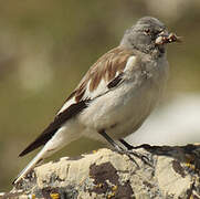 White-winged Snowfinch