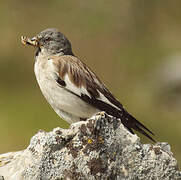 White-winged Snowfinch