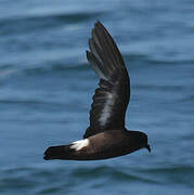 European Storm Petrel