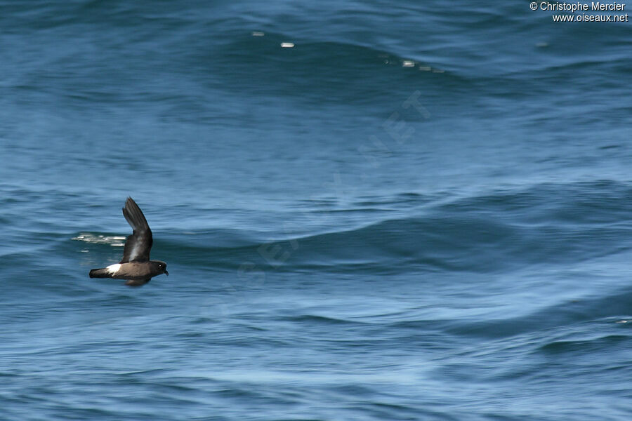 European Storm Petrel