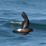 European Storm Petrel