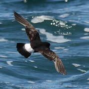 European Storm Petrel