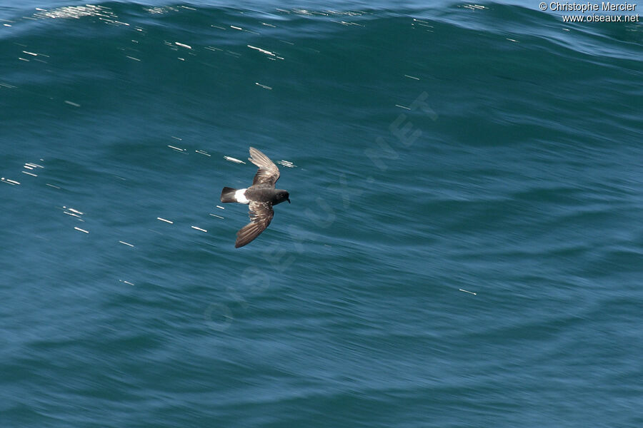 European Storm Petrel