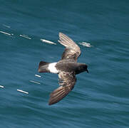 European Storm Petrel