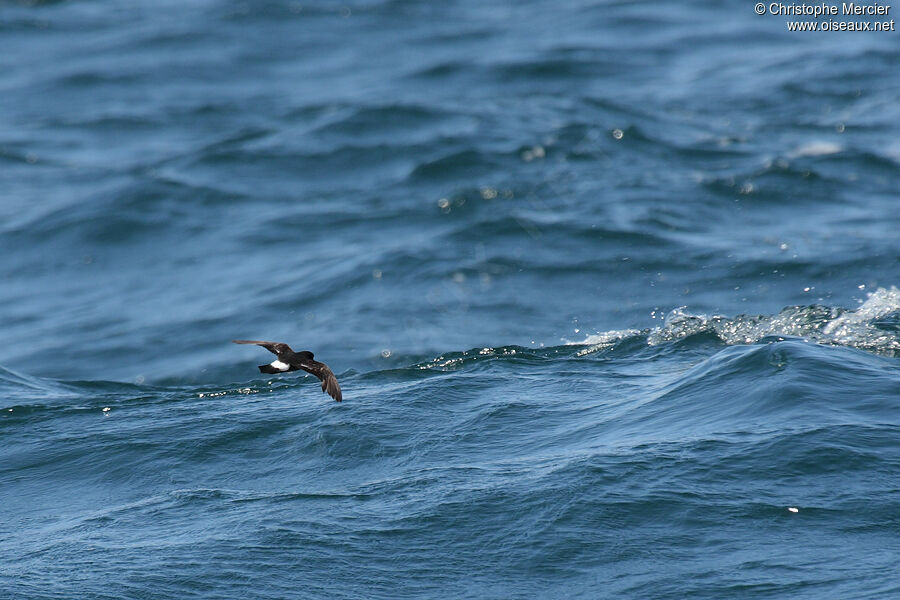 European Storm Petrel