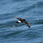 European Storm Petrel