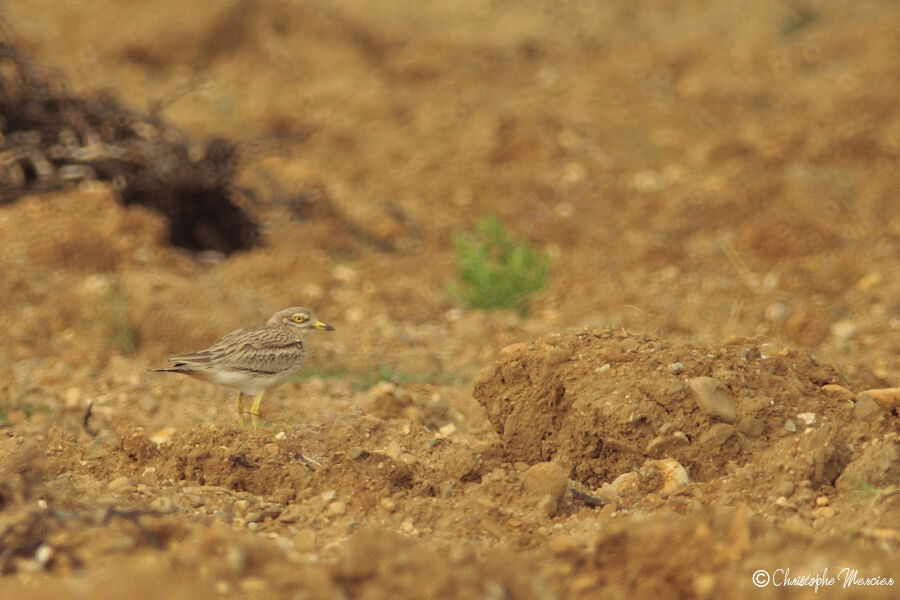 Eurasian Stone-curlew