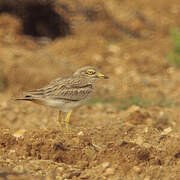 Eurasian Stone-curlew