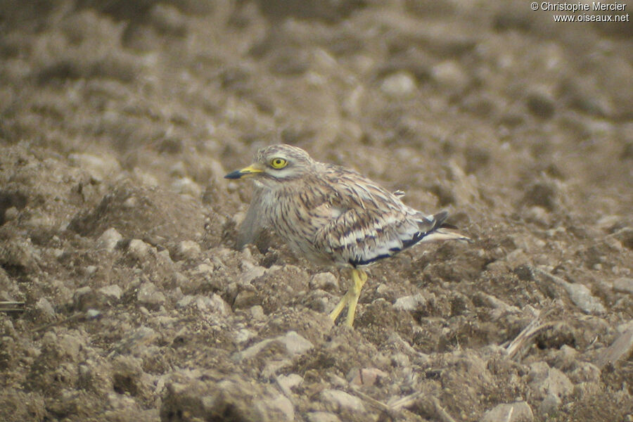 Eurasian Stone-curlew