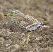 Eurasian Stone-curlew