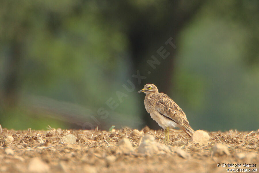 Eurasian Stone-curlew