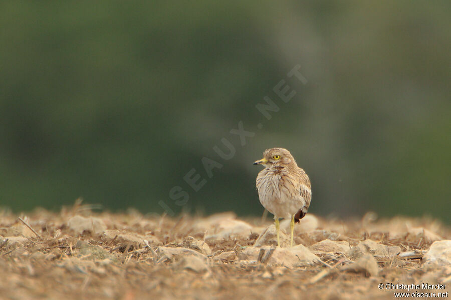 Eurasian Stone-curlew