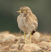 Eurasian Stone-curlew