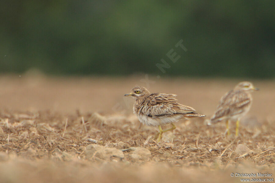 Eurasian Stone-curlew