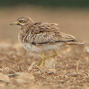 Eurasian Stone-curlew