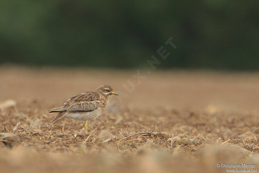 Eurasian Stone-curlew