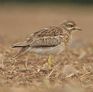 Eurasian Stone-curlew