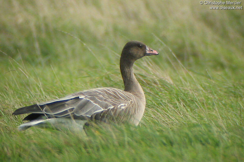 Pink-footed GooseFirst year