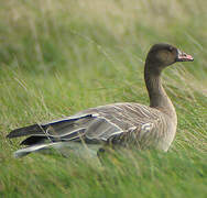 Pink-footed Goose