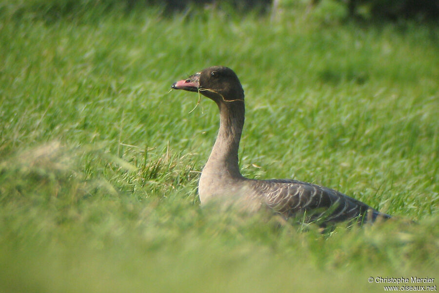 Pink-footed Goose