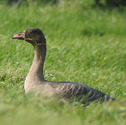 Pink-footed Goose