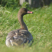 Pink-footed Goose