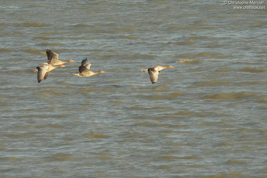 Greylag Goose