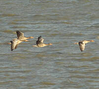 Greylag Goose