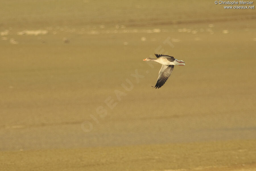 Greylag Goose