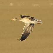 Greylag Goose