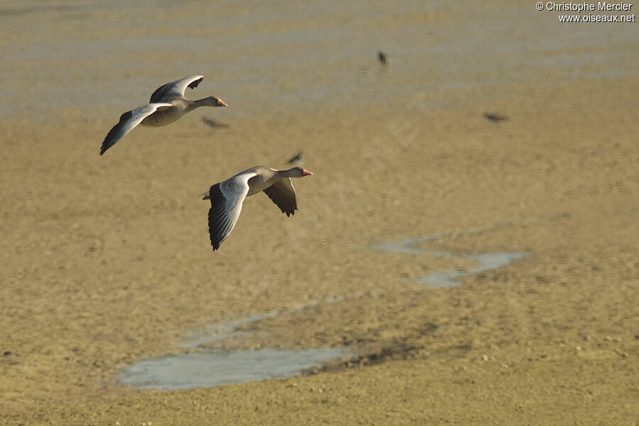 Greylag Goose