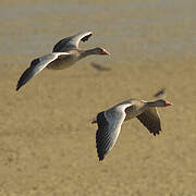 Greylag Goose