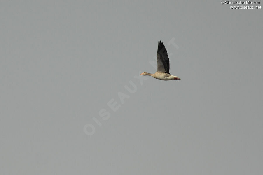 Greylag Goose