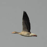 Greylag Goose