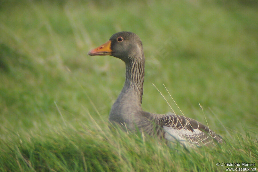 Greylag Goose