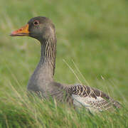 Greylag Goose