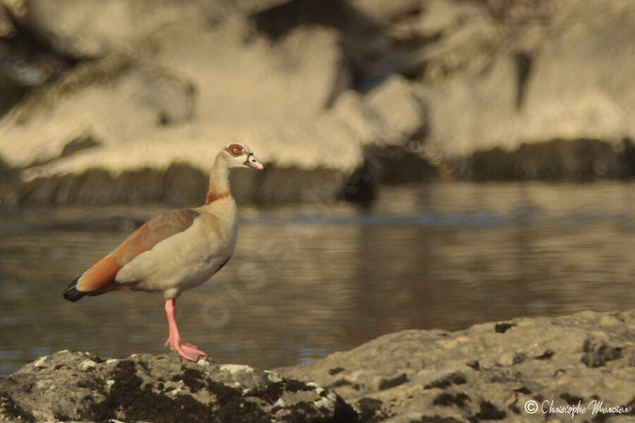 Egyptian Goose