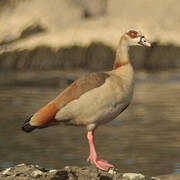 Egyptian Goose