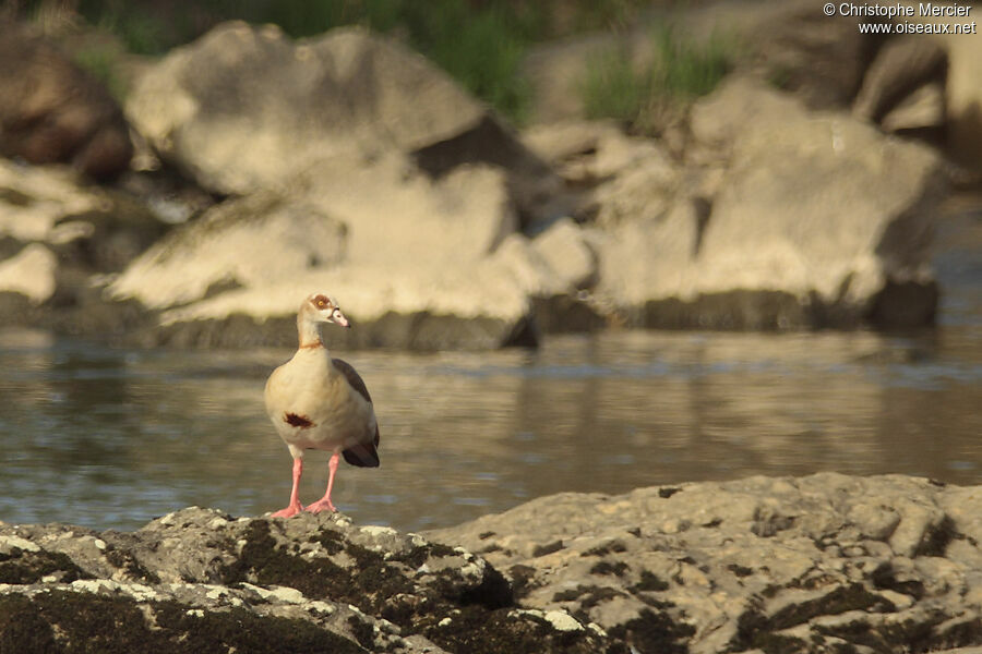 Egyptian Goose