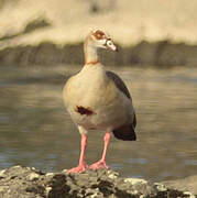 Egyptian Goose