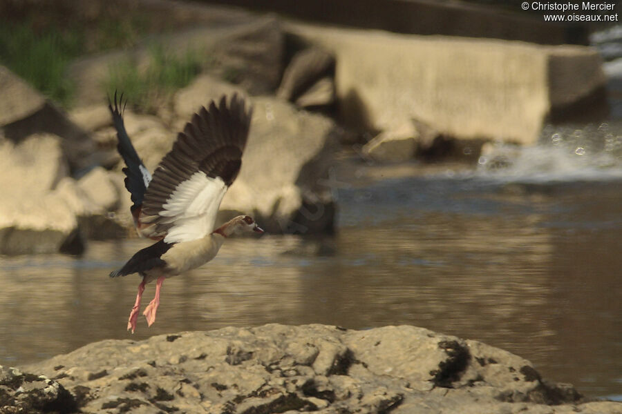 Egyptian Goose