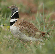 Little Bustard