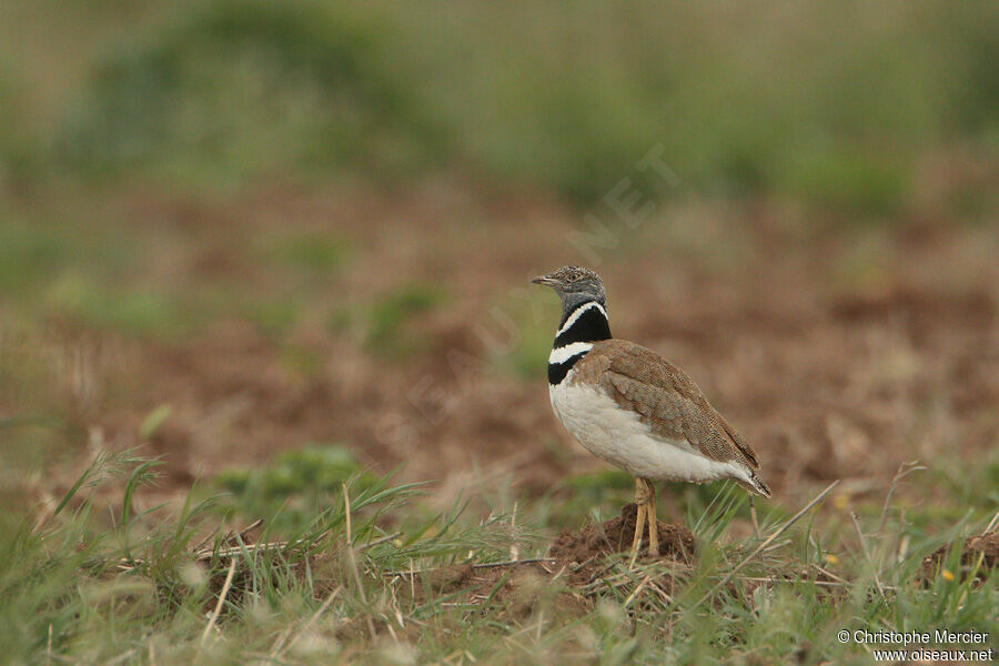 Outarde canepetière