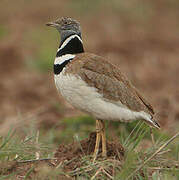 Little Bustard